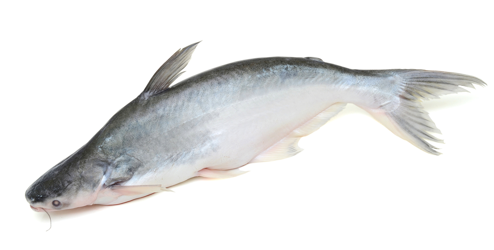 巴沙魚-鱈魚