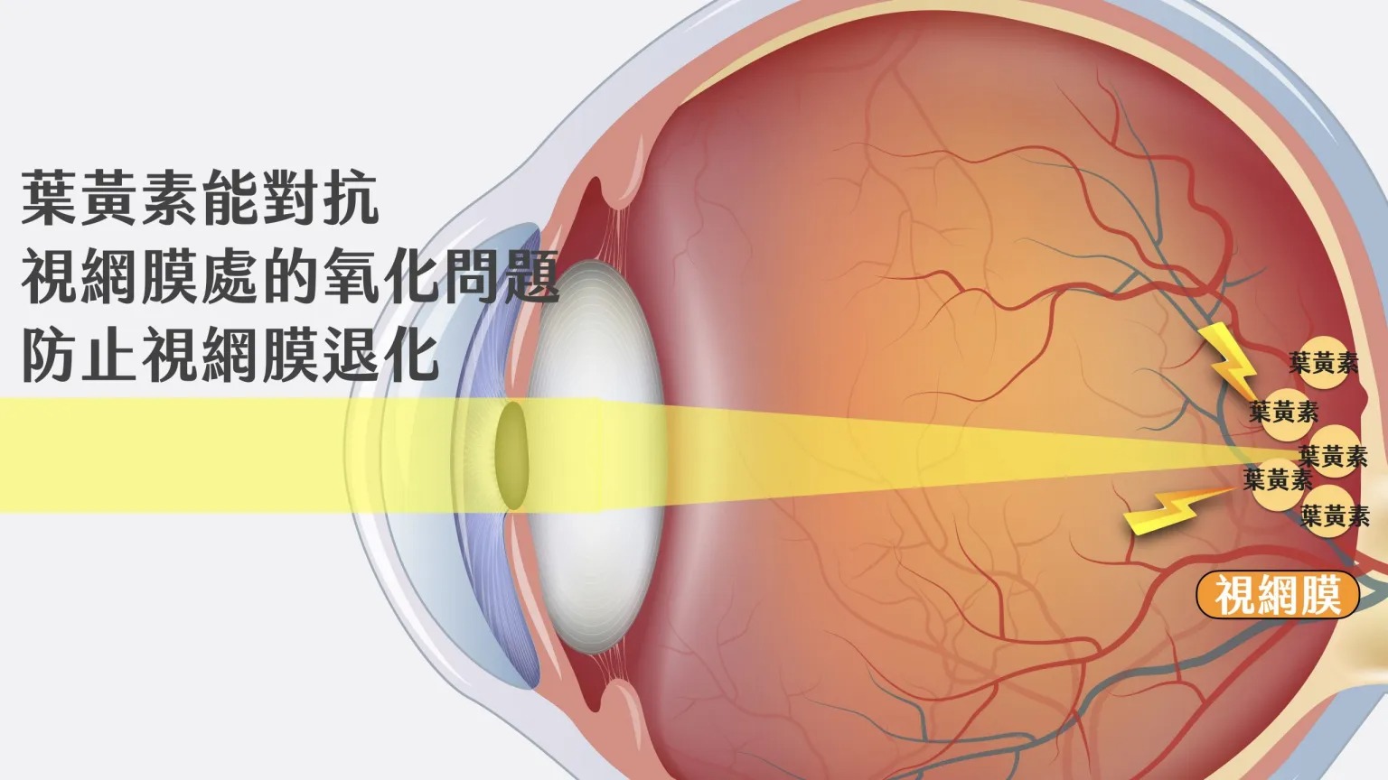 葉黃素-護眼-黃斑部-藍光-機制