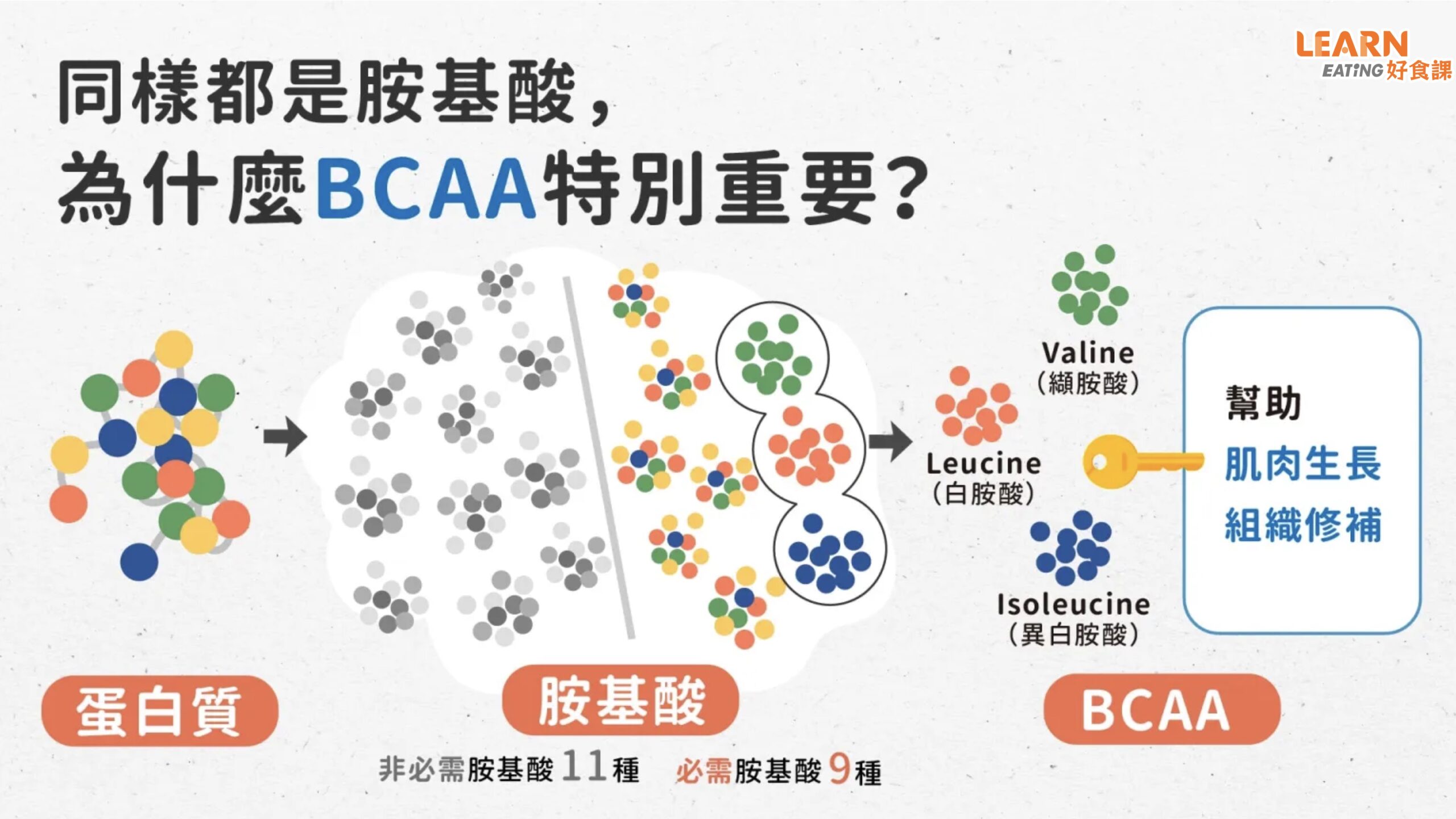 BCAA-種類-成分-功效-運動補充