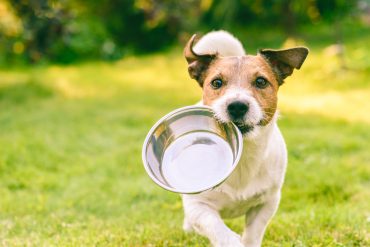 狗狗-關節保健-保健食品-寵物營養-關節保養-蛋殼膜-葡萄糖胺-軟骨素-MSM-BCAA-玻尿酸-挑選